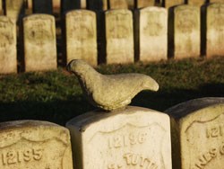 Stone dove on top of a headstone
