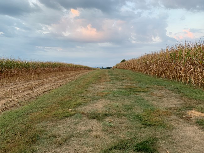 trail through a cornfield