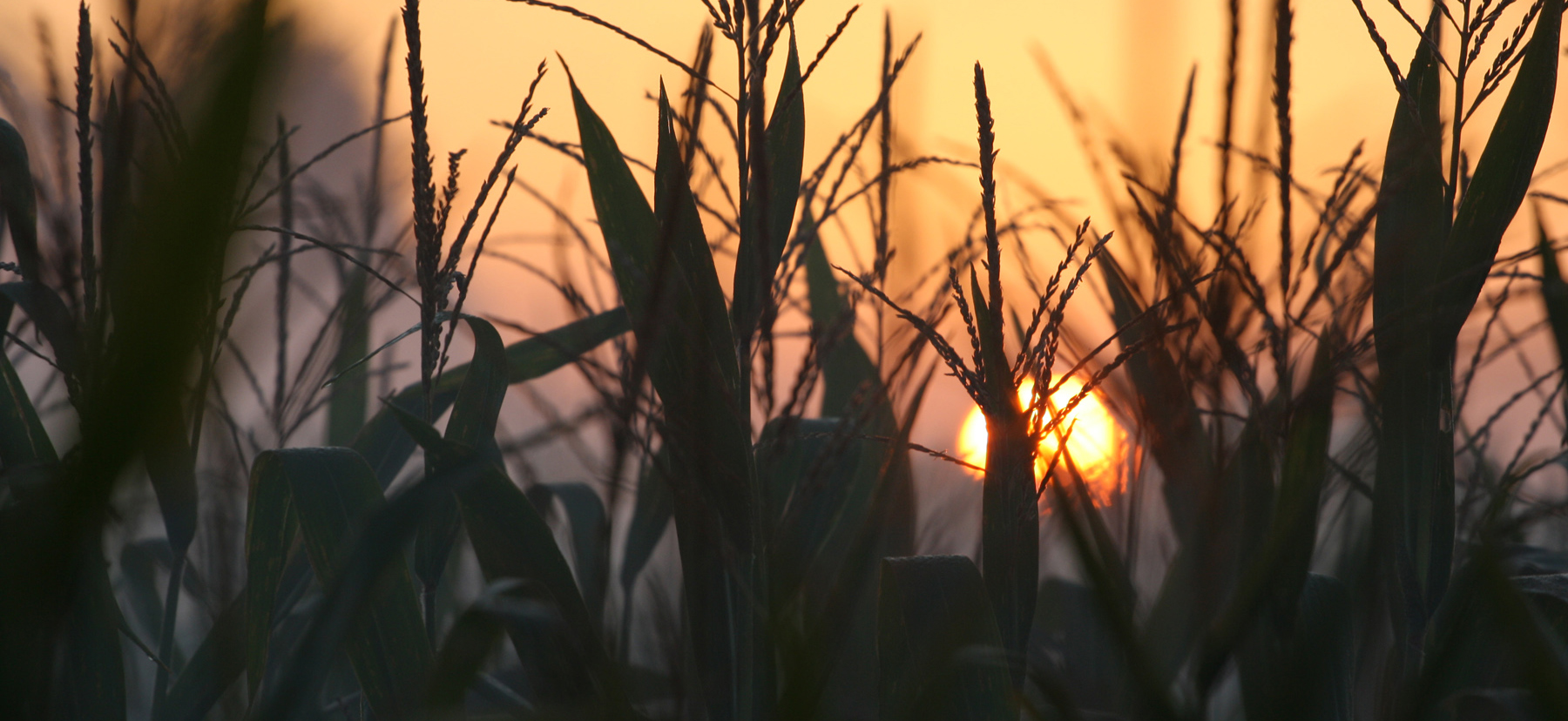 Sunrise in the Cornfield