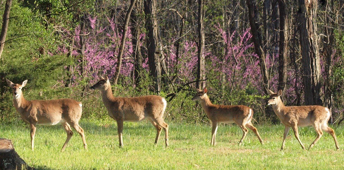 Four brown, white-tailed deer all turned to the left as they stand on green grass with blooming purple redbud trees behind.