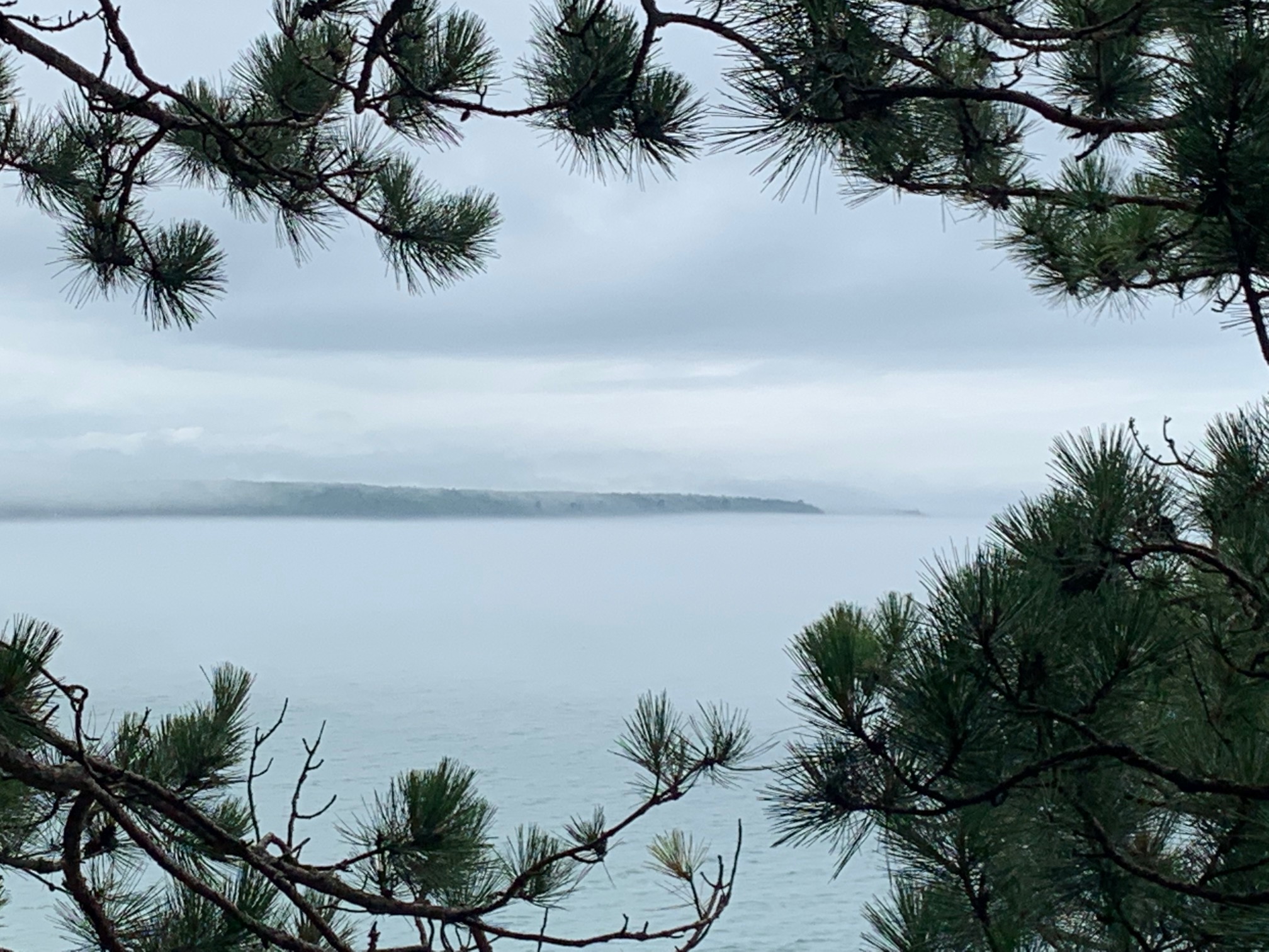 Green tree covered land surrounded by water off in the distance on a foggy day framed by pine trees in the foreground.