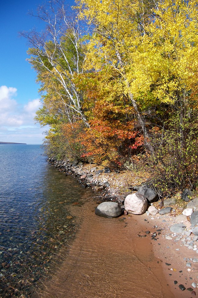 Trees changing colors of yellow and orange in the fall next to a clear lake with cobble stones.