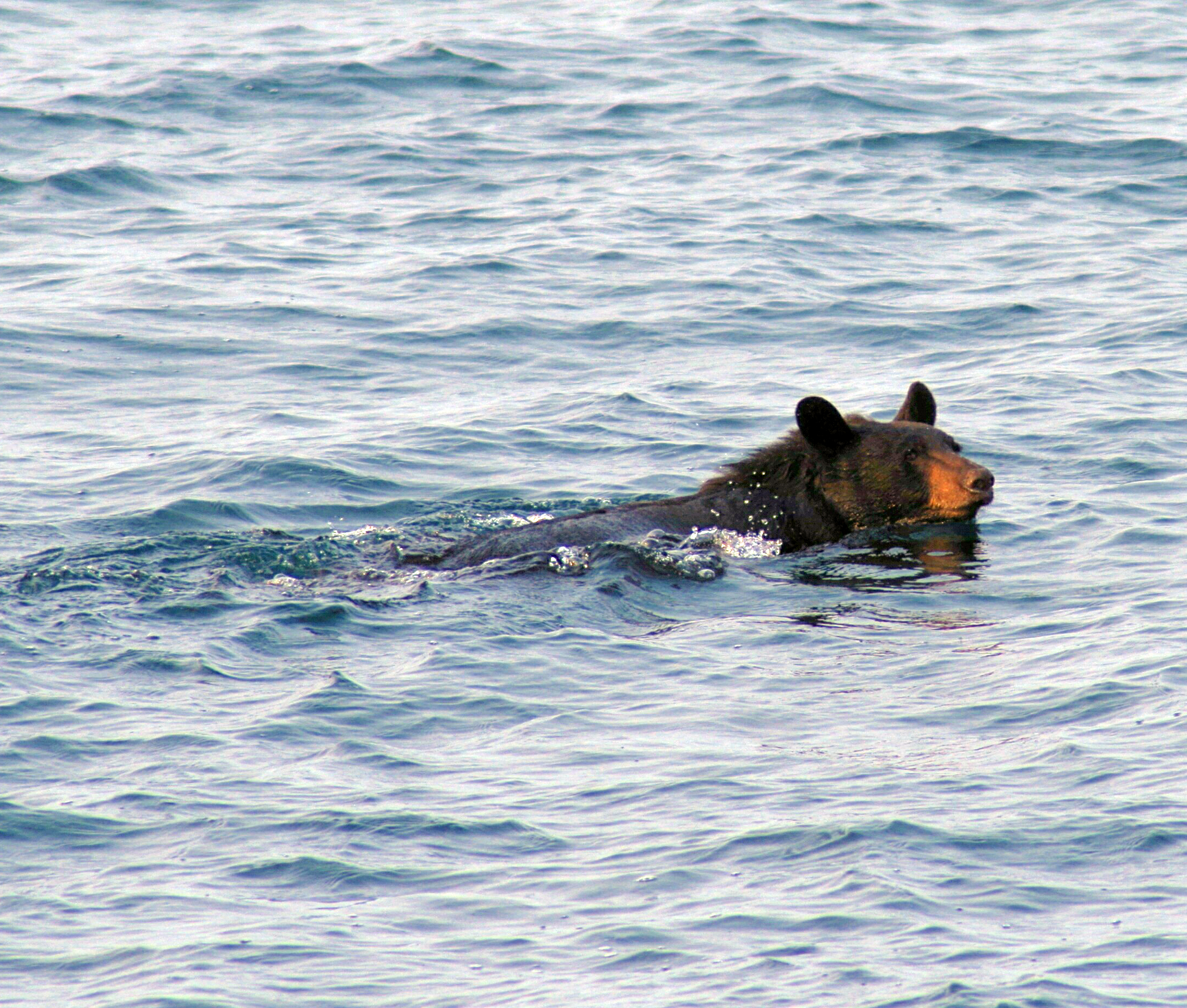 black-bear-swimming_2.jpg?maxwidth\u003d1300\u0026maxheight\u003d1300\u0026autorotate\u003dfalse