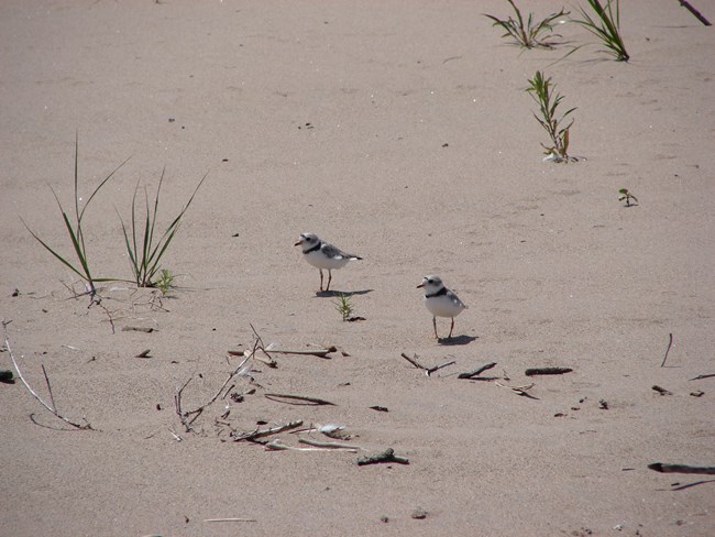 Two small white birds with a black colored ring around their necks stand on a sandy beach.