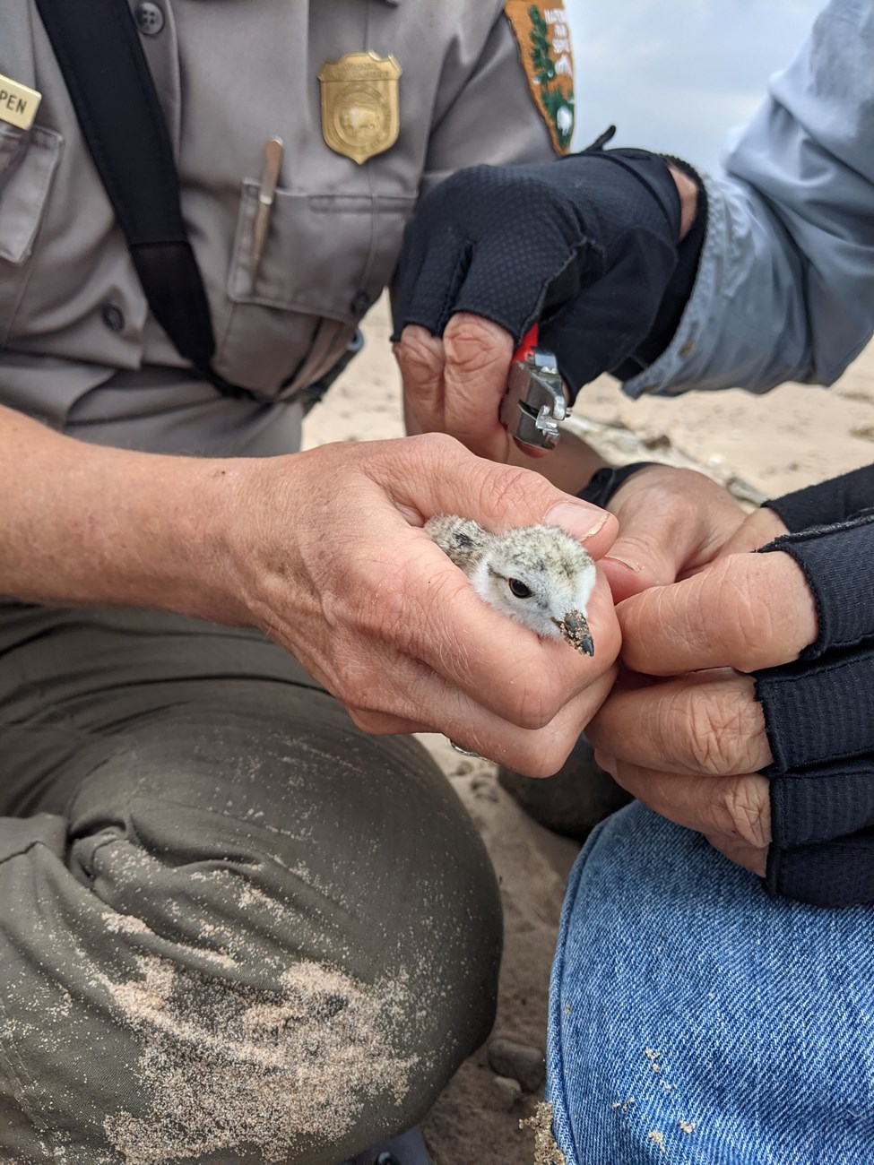 One NPS staff member holding a small white piping plover chick and another pair of hands placing a small band around the birds ankle.