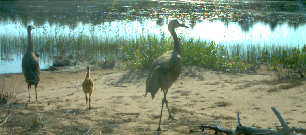 Two adult cranes and one fluffy chick walk on sand along the water.