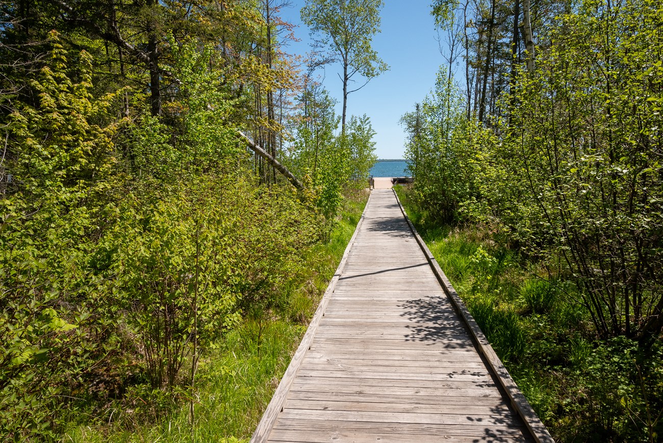 Photograph of wooden boardwalk leading to lake. The boardwalk is surrounded by dense foliage and tall trees, green with leaves.