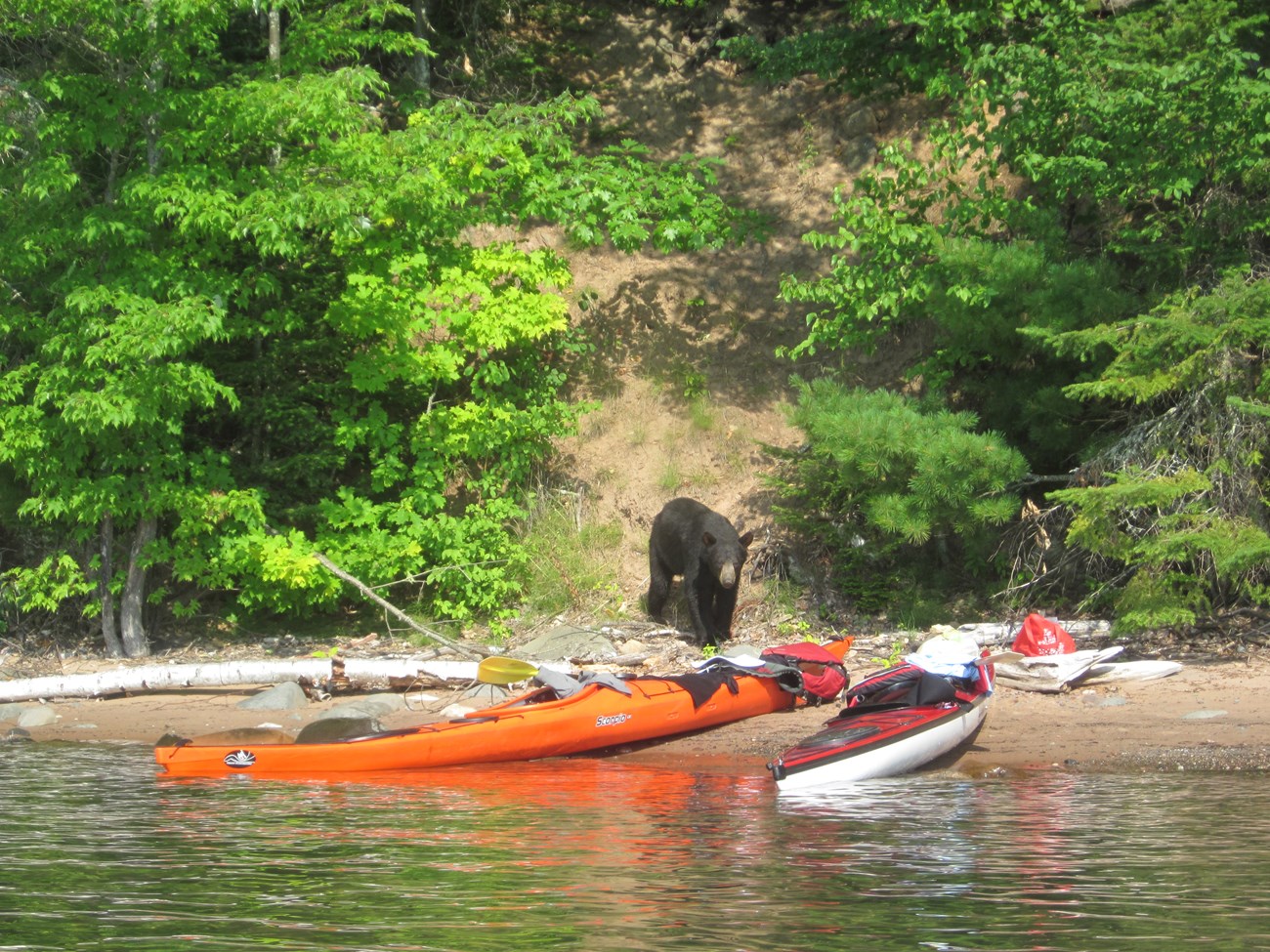 Photograph of a black bear walking on a sandy beach with colorful sea kayaks on the shore.