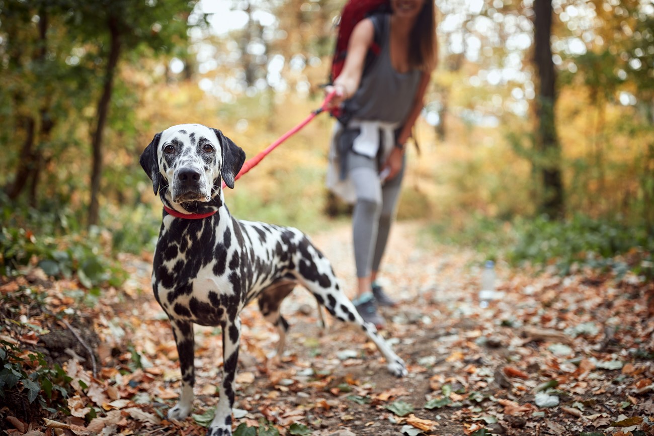Photograph of a black and white spotted dog on a trail with person in the background holding a leash.