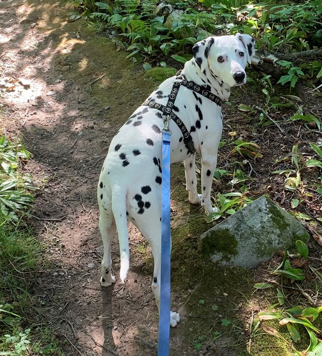 Dalmatian dog on a blue leash on a trail in the forest, looking back at the viewer.
