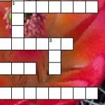 An unsolved crossword puzzle overlaid on a closeup of a red flower