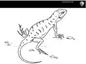 A coloring page with a line drawing of a striped lizard