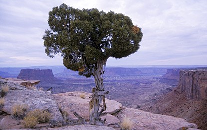 A twisted evergreen tree growing out of rocks overlooking a canyon