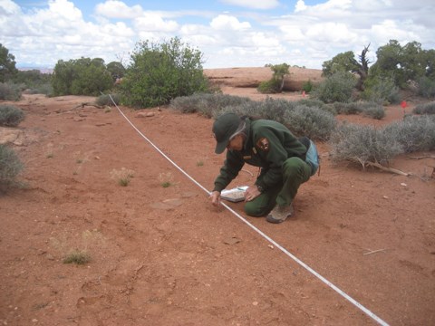A ranger kneels next to a measuring tape stretched across an area of bare red sand.