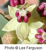 Yellowish green flowers with five pointed petals and pink centers.