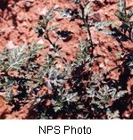 Dark green lobed leaves with sharp edges, background is a reddish orange sandy soil