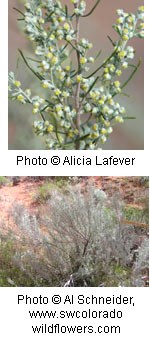 Two photos of a bush with thin greyish green leaves and small round yellow flowers.
