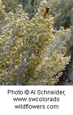 Bush with thin greyish green leaves and small yellow flowers covering each stalk.