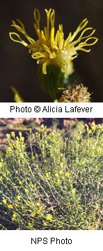 Two photos. Top photos is closeup of a yellow flowerhead with petals pointing up in little circles. Bottom photo is of a shrub with dense groupings of small yellow flowers.