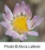 Pale pink flower with a yellowish-orange center. Petals taper at the tips.