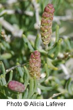 Green plant with reddish green pinecones.