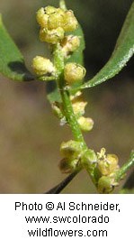 Yellow buds on a waxy green stem.