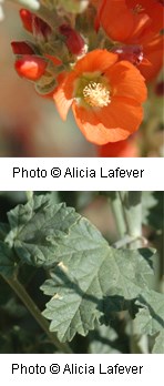 Two images of a plant with broad dark green leaves and bright reddish orange flowers.