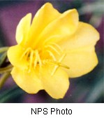 Bright yellow flower with four wide petals.
