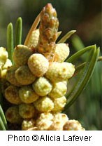 Cluster of small yellowish green pinecones.
