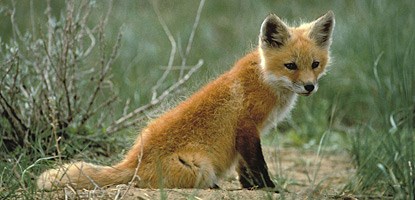 A small red fox sits on a dirt patch among green and tan grasses.