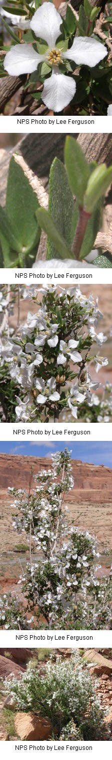 Multiple photos of white flowers with four petals on a shrub.