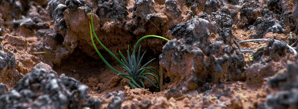 Seedling in biological soil crust