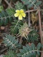 Woody plant with dark green leaves and a yellow flower with five round petals.