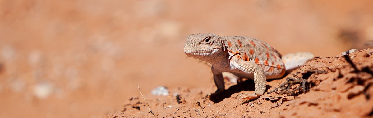 A tan lizard with red spots standing in dirt. The background is out of focus.