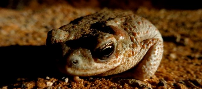 A tan toad with red spots crouching on tan sandy soil.