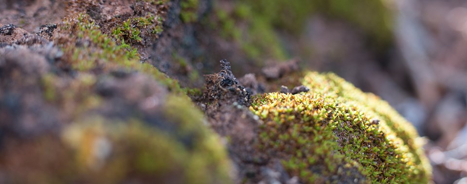 Small sprigs of light green moss cover black chunky soil.