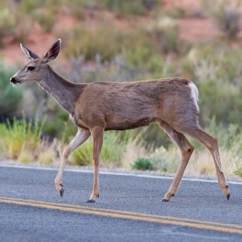 A brown colored deer walks across a road