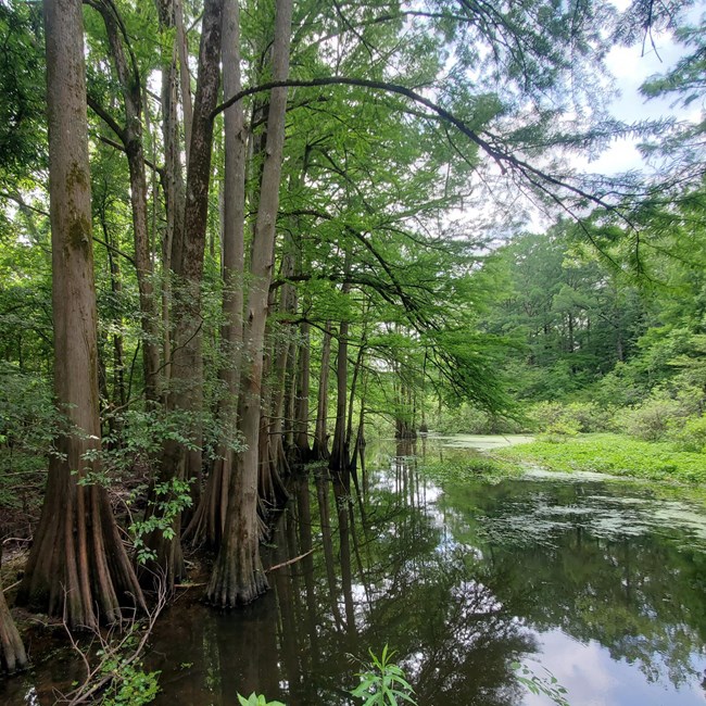 Deciduous trees with wide bottoms grow in the water on the edge of a pond.