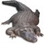 large adult alligator - no background