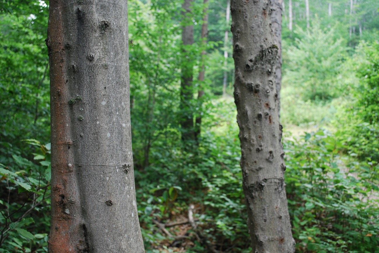 Lesions in the bark of American beech trees