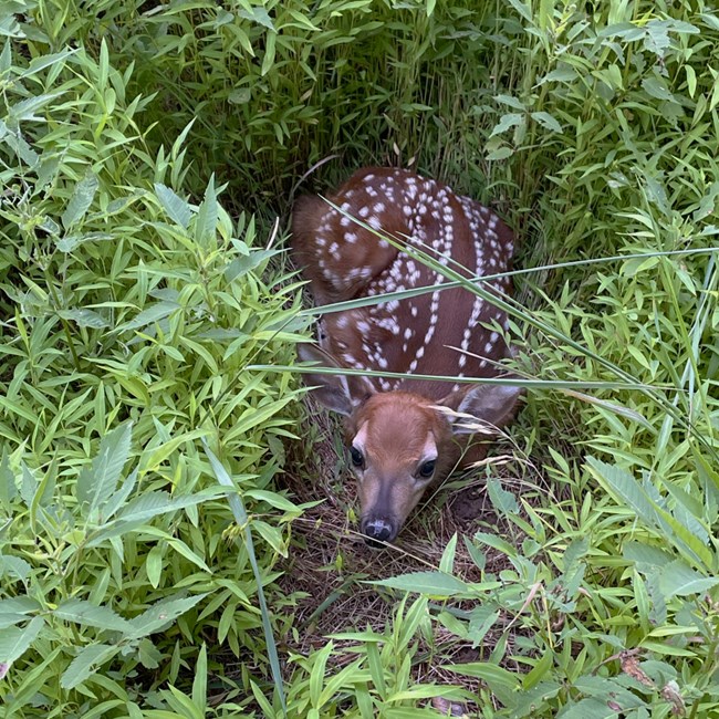 a small brown baby deer lays on the ground looking up with big eyes. the fawn has white spots and is surrounded by green vegetation.