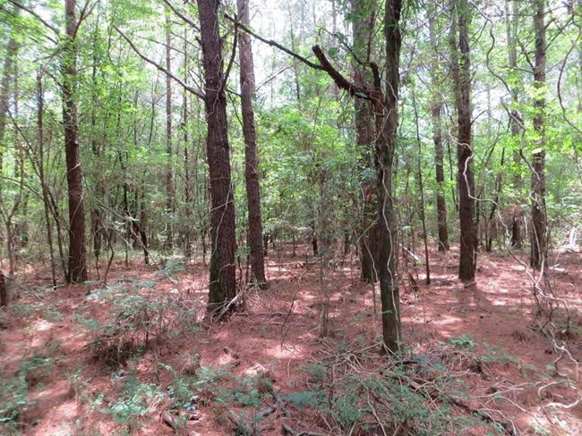 A forest with a red vail of pine needles covering the ground.