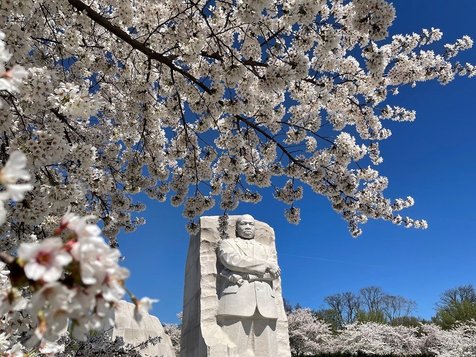 statue of MLK with japanese flowers