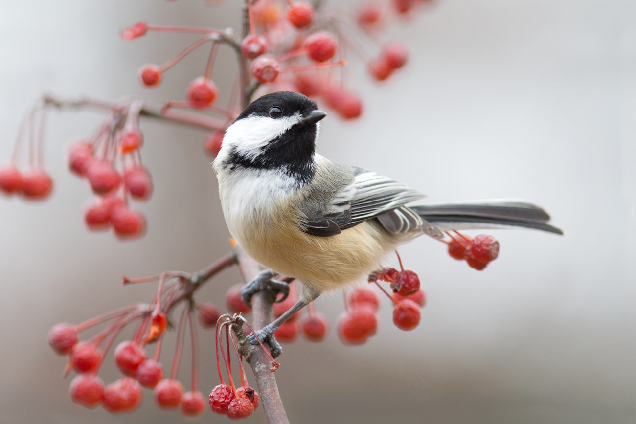 A closeup of a chickadee perched on a leafless branch with dramatic sprays of red berries. It looks away to the right, a glint in its alert eye. Its cap and throat are black with a white cheek and buff underparts.