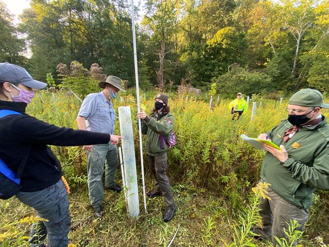 Five masked, uniformed people stand in a field of goldenrod and dozens of white tubes. One woman stands beside a tube, holding up a pole as others point and watch. On right, a ranger writes on a clipboard.