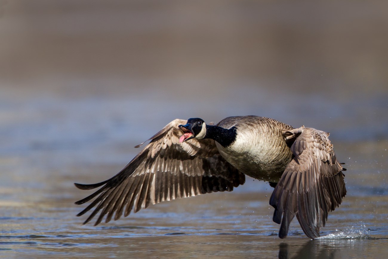 A Canada goose takes off with arched wings over grey blue water. It has extended its neck straight forward and is calling with a pink open mouth.