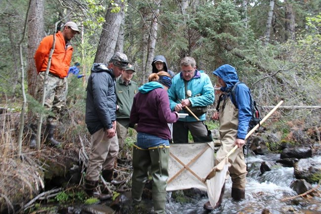 Staff and volunteers standing in a stream and on the bank looking at stream insects.