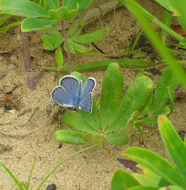 Blue butterfly on a plant