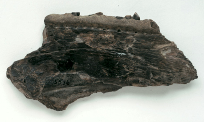 A dark gray fossil of the jawbone of lizard. Remnants of teeth are seen across the top of the fossil.