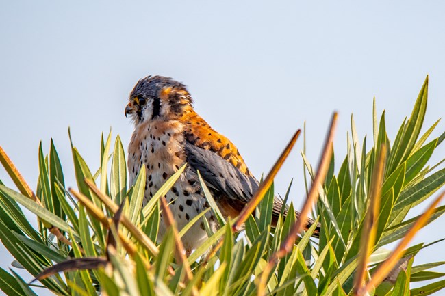 Brown, black, and white feathered Kestrel perched in a tree.